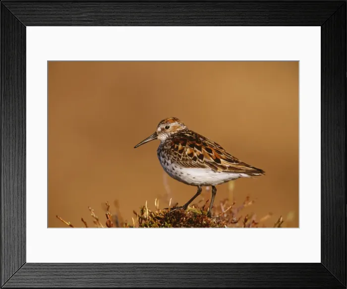 Framed Print : Western Sandpiper JZ1283 Seward peninusla, Alaska Calidris mauri © Jim Zipp / ARDEA LONDON Framed Print : Western Sandpiper JZ1283 Seward peninusla, Alaska Calidris mauri © Jim Zipp / ARDEA LONDON