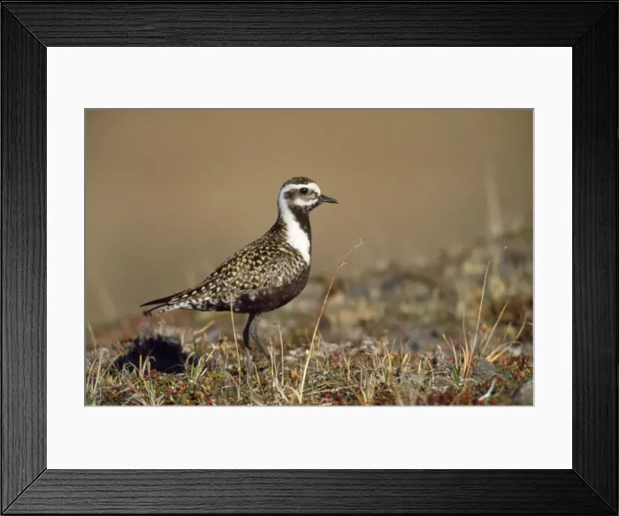 Framed Print : American Golden Plover - female Seward Peninsula, Alaska Framed Print : American Golden Plover - female Seward Peninsula, Alaska