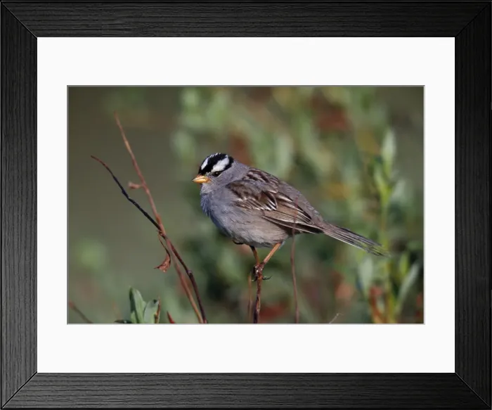 Framed Print : White Crowned Sparrow JZ 1521 Seward Peninsula, Alaska Zonotrichia leucophrys © Jim Zipp / ARDEA LONDON Framed Print : White Crowned Sparrow JZ 1521 Seward Peninsula, Alaska Zonotrichia leucophrys © Jim Zipp / ARDEA LONDON