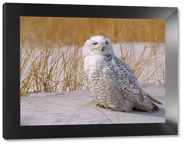 Snowy Owl. JZ-1636. Snowy Owl - on sand with grass