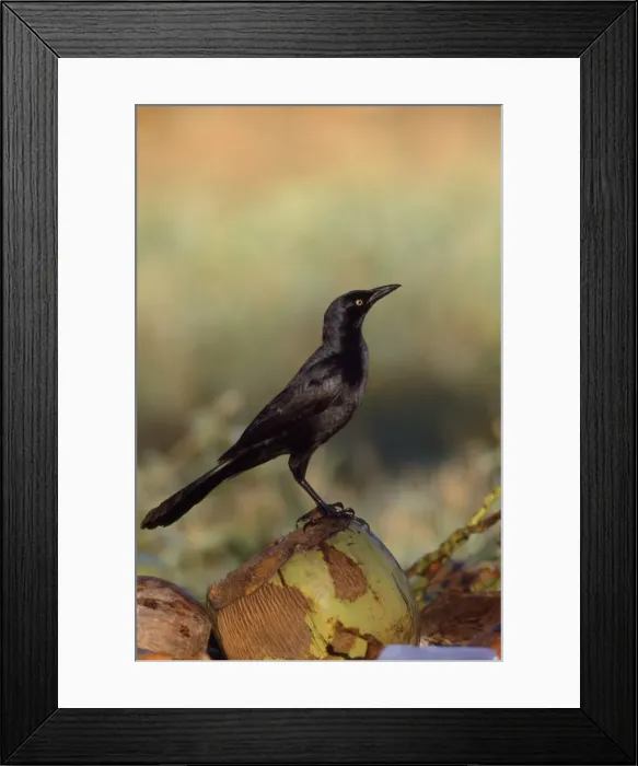 Framed Print : Great-tailed Grackle Mexico Pacific coast Framed Print : Great-tailed Grackle Mexico Pacific coast
