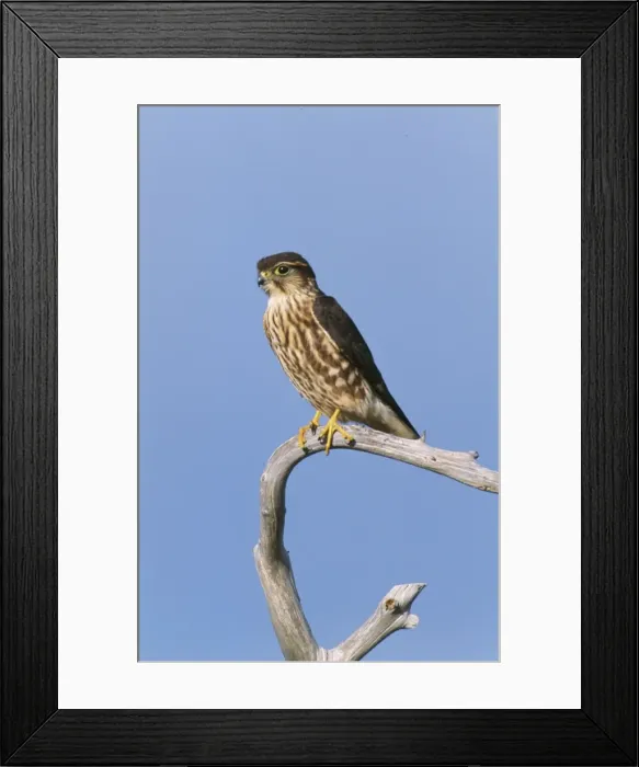 Framed Print : Merlin JZ 1669 Cape May New Jersey USA. Falco columberius © Jim Zipp / ARDEA LONDON Framed Print : Merlin JZ 1669 Cape May New Jersey USA. Falco columberius © Jim Zipp / ARDEA LONDON