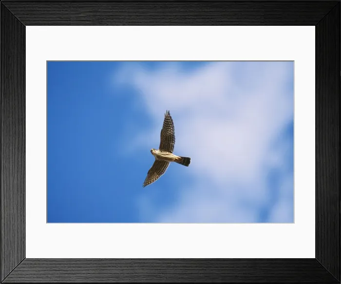Framed Print : Merlin JZ 1672 In flight Falco columbarius © Jim Zipp / ARDEA LONDON Framed Print : Merlin JZ 1672 In flight Falco columbarius © Jim Zipp / ARDEA LONDON