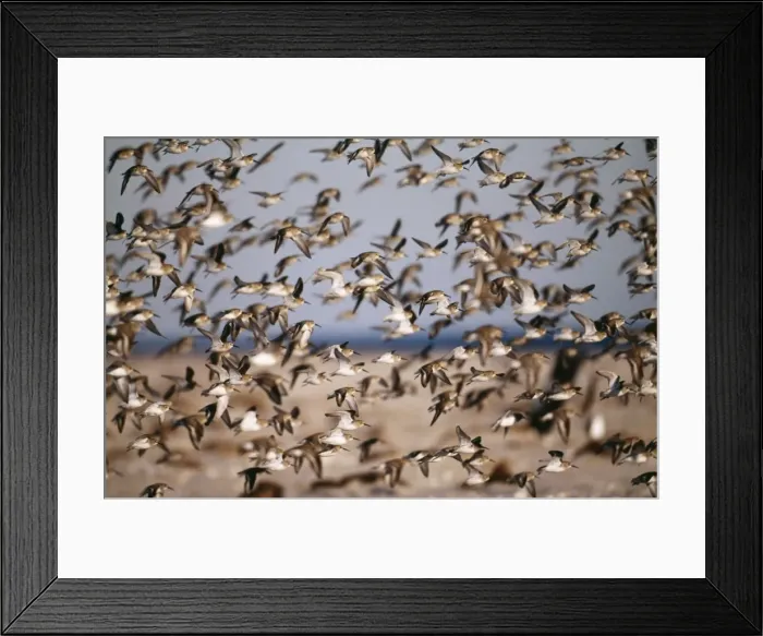 Framed Print : Dunlin JZ 1741 Jones Beach, New York, USA. Calidris alpina © Jim Zipp / ARDEA LONDON Framed Print : Dunlin JZ 1741 Jones Beach, New York, USA. Calidris alpina © Jim Zipp / ARDEA LONDON