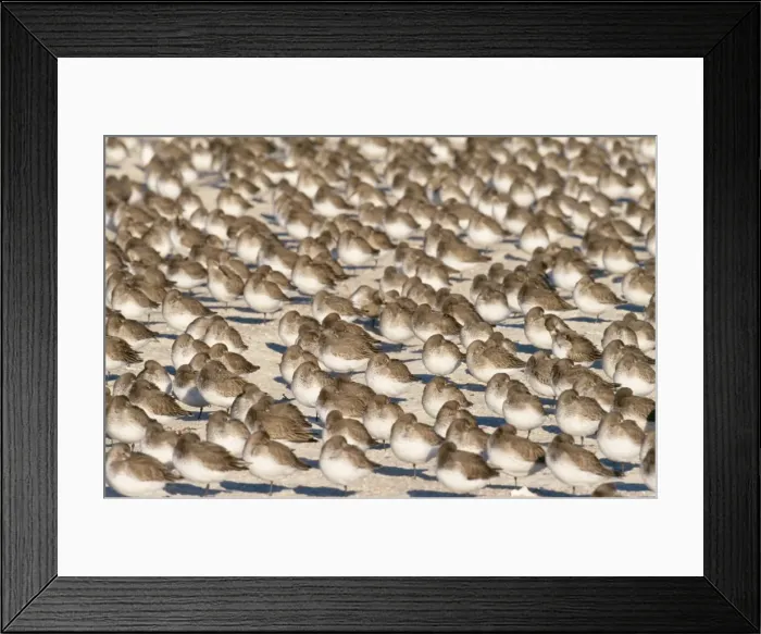 Framed Print : Dunlin JZ 1743 Jones beach, New York, USA. Calidris alpina © Jim Zipp / ARDEA LONDON Framed Print : Dunlin JZ 1743 Jones beach, New York, USA. Calidris alpina © Jim Zipp / ARDEA LONDON
