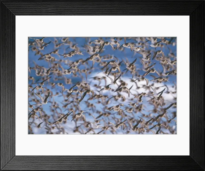 Framed Print : Dunlin JZ 1745 Jones beach New York, USA. Calidris alpina © Jim Zipp / ARDEA LONDON Framed Print : Dunlin JZ 1745 Jones beach New York, USA. Calidris alpina © Jim Zipp / ARDEA LONDON