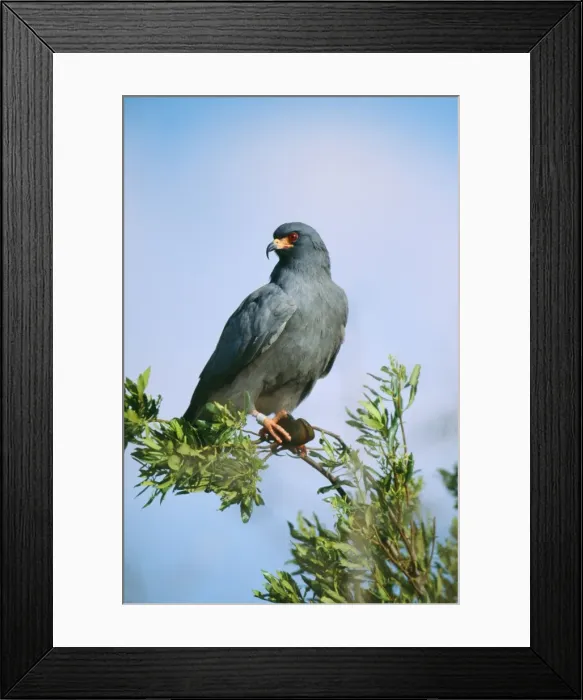 Framed Print : Snai Kite JZ 1802 Male with snail, Lake Kissimmee Florida USA Rostrhamus sociabilis © Jim Zipp / ARDEA LONDON Framed Print : Snai Kite JZ 1802 Male with snail, Lake Kissimmee Florida USA Rostrhamus sociabilis © Jim Zipp / ARDEA LONDON