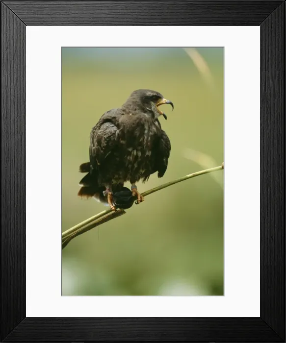 Framed Print : Snail Kite JZ 1804 With apple snail, Lake Kissimmee Florida USA Rostrhamus sociabilis © Jim Zipp / ARDEA LONDON Framed Print : Snail Kite JZ 1804 With apple snail, Lake Kissimmee Florida USA Rostrhamus sociabilis © Jim Zipp / ARDEA LONDON