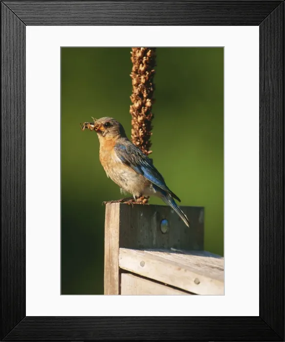 Framed Print : Eastern Bluebird JZ 21 Female at nestbox, Hamden Connecticut, USA. Sialia sialis © Jim Zipp / ARDEA LONDON Framed Print : Eastern Bluebird JZ 21 Female at nestbox, Hamden Connecticut, USA. Sialia sialis © Jim Zipp / ARDEA LONDON