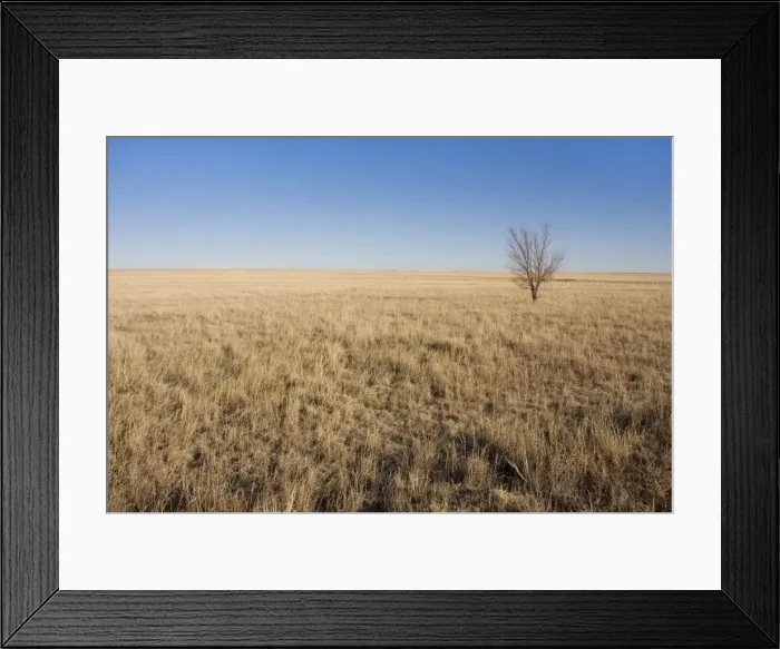Framed Print : USA - Texas Panhandle Prairie. January Framed Print : USA - Texas Panhandle Prairie. January