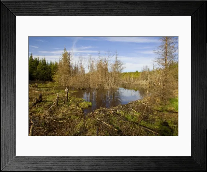 Framed Print : Beaver Pond and dam. Maine in May USA
