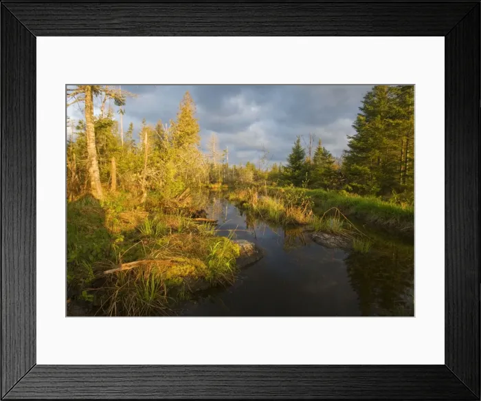 Framed Print : Beaver Pond and bog. Maine USA - May Framed Print : Beaver Pond and bog. Maine USA - May