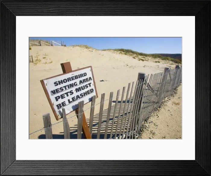 Framed Print : Signs for protecting nesting shorebirds on Cape Cod. October in MA Framed Print : Signs for protecting nesting shorebirds on Cape Cod. October in MA