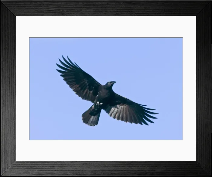 Framed Print : American Crow, Corvus brachyrhynchos Framed Print : American Crow, Corvus brachyrhynchos