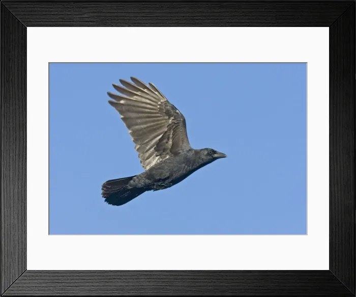 Framed Print : American Crow in flight, Corvus brachyrhynchos. October in CT Framed Print : American Crow in flight, Corvus brachyrhynchos. October in CT