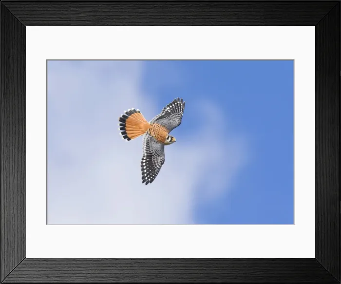 Framed Print : American Kestrel male, Falco sparverius. Smallest falcon in North America. Cape May, New Jersey in October migration Framed Print : American Kestrel male, Falco sparverius. Smallest falcon in North America. Cape May, New Jersey in October migration