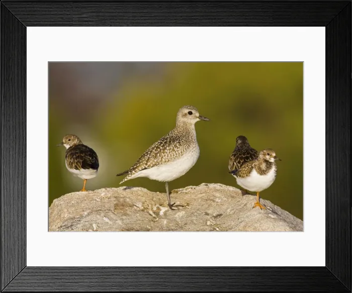Framed Print : Black-bellied Plover, Pluvialis squatarola in winter plumage with Ruddy Turnstones. CT in November Framed Print : Black-bellied Plover, Pluvialis squatarola in winter plumage with Ruddy Turnstones. CT in November