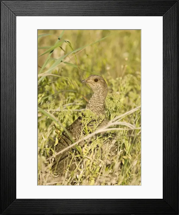 Framed Print : Blue grouse, Dendragapus obscurus female. Washington in July Framed Print : Blue grouse, Dendragapus obscurus female. Washington in July