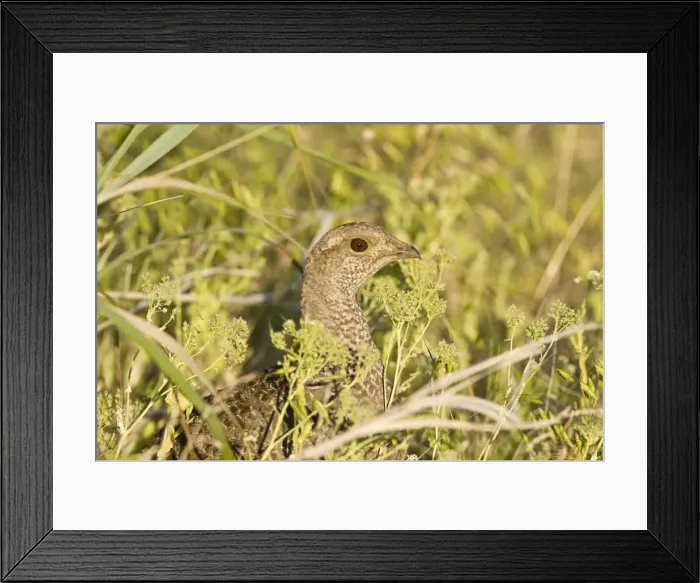 Framed Print : Blue grouse, Dendragapus obscurus female. Washington in July Framed Print : Blue grouse, Dendragapus obscurus female. Washington in July
