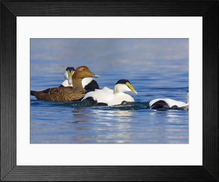 Framed Print : Common Eider, Somateria mollissima. Female with Males. Cape Cod MA in October Framed Print : Common Eider, Somateria mollissima. Female with Males. Cape Cod MA in October