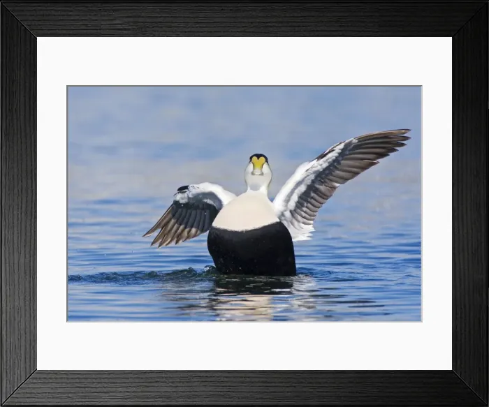 Framed Print : Common Eider, Somateria mollissima. Male. Cape Cod MA in October Framed Print : Common Eider, Somateria mollissima. Male. Cape Cod MA in October