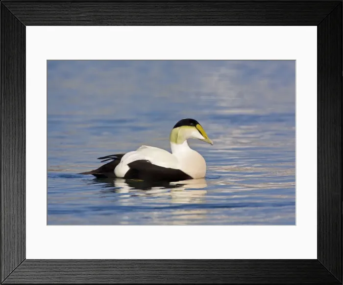 Framed Print : Common Eider, Somateria mollissima. Male. Cape Cod MA in October