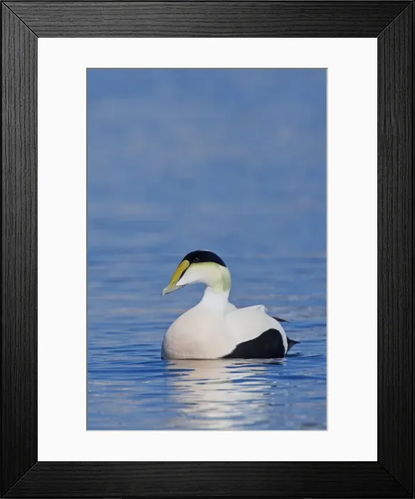 Framed Print : Common Eider, Somateria mollissima. Male. Cape Cod MA in October Framed Print : Common Eider, Somateria mollissima. Male. Cape Cod MA in October