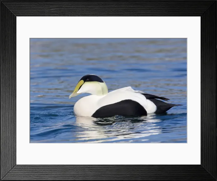 Framed Print : Common Eider, Somateria mollissima. Male. Cape Cod MA in October Framed Print : Common Eider, Somateria mollissima. Male. Cape Cod MA in October