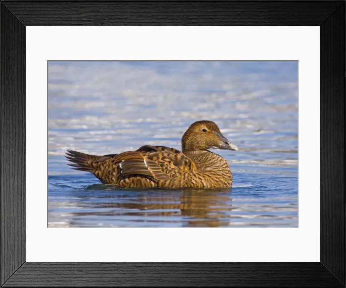 Framed Print : Common Eider, Somateria mollissima. Female. Cape Cod in October Framed Print : Common Eider, Somateria mollissima. Female. Cape Cod in October