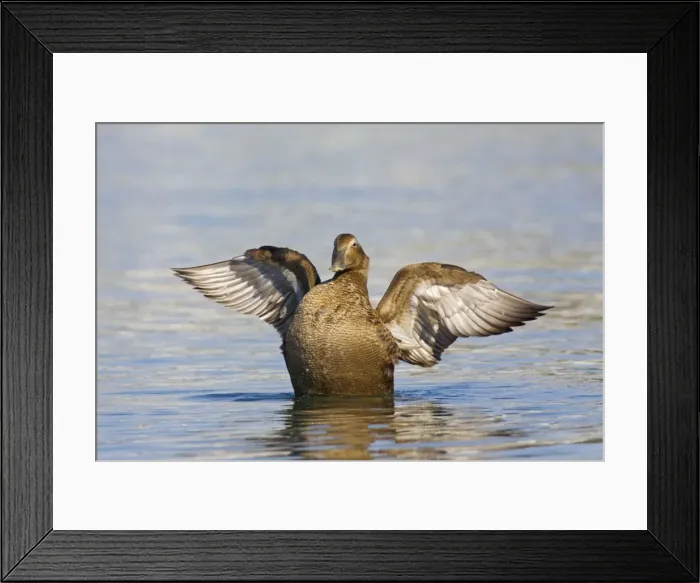 Framed Print : Common Eider, Somateria mollissima. Female. Cape Cod in October Framed Print : Common Eider, Somateria mollissima. Female. Cape Cod in October