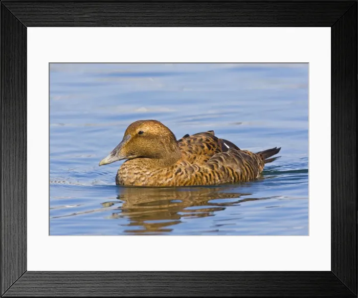 Framed Print : Common Eider, Somateria mollissima. Female. Cape Cod in October Framed Print : Common Eider, Somateria mollissima. Female. Cape Cod in October