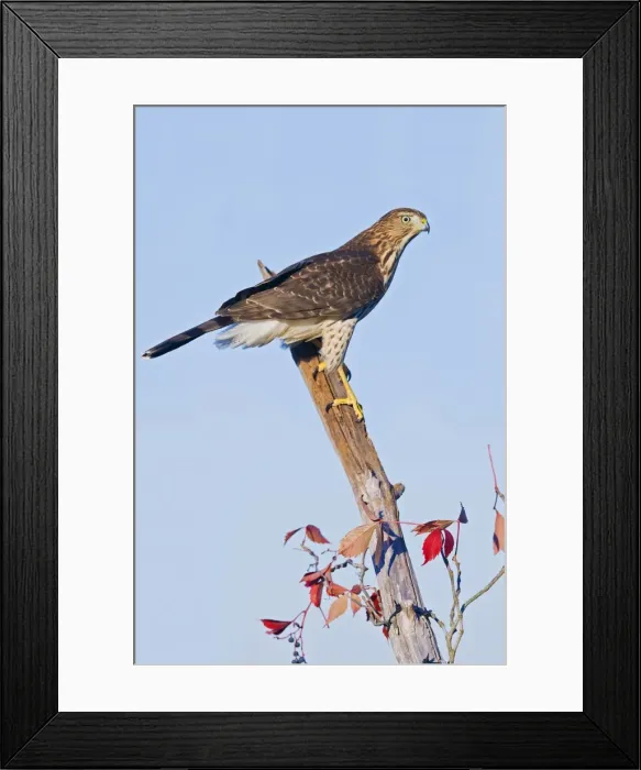 Framed Print : Cooper's Hawk, Accipiter cooperii, immature. During fall migration in October at Cape May, NJ Framed Print : Cooper's Hawk, Accipiter cooperii, immature. During fall migration in October at Cape May, NJ