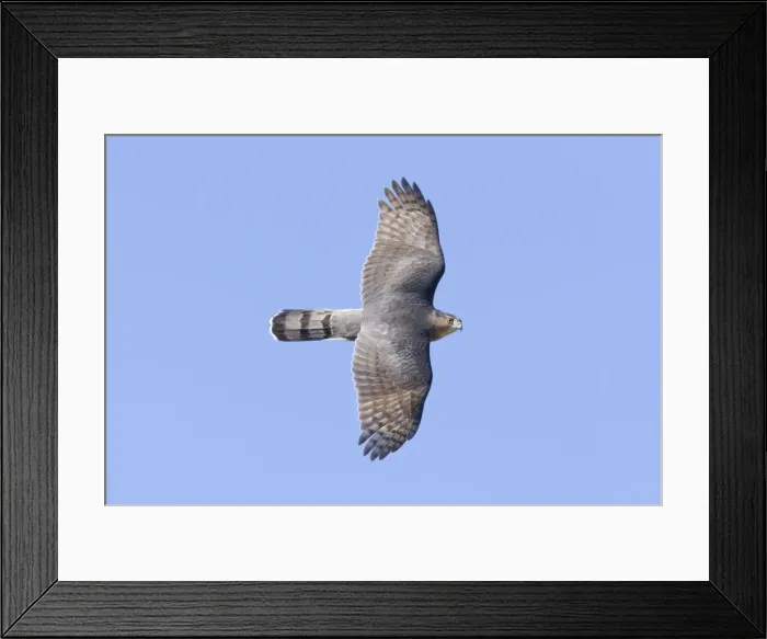 Framed Print : Cooper's Hawk, Accipiter cooperii, adultin flight. During fall migration in October at Cape May, NJ Framed Print : Cooper's Hawk, Accipiter cooperii, adultin flight. During fall migration in October at Cape May, NJ