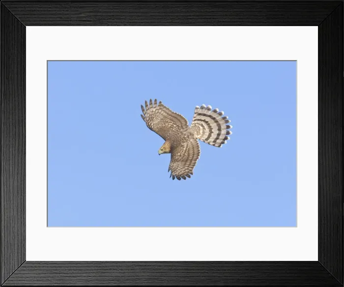Framed Print : Cooper's Hawk, Accipiter cooperii, immature in flight. During fall migration in October at Cape May, NJ Framed Print : Cooper's Hawk, Accipiter cooperii, immature in flight. During fall migration in October at Cape May, NJ