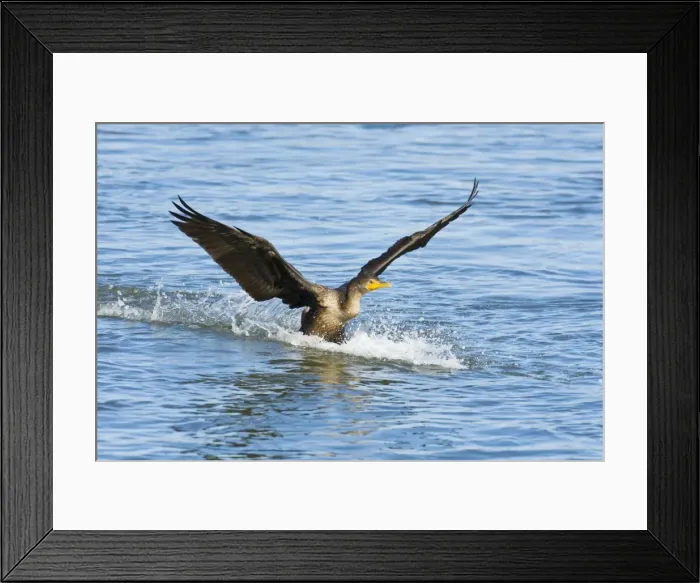 Framed Print : Double-crested Cormorant, Phalacrocorax auritus in flight. October in New Jersey Framed Print : Double-crested Cormorant, Phalacrocorax auritus in flight. October in New Jersey