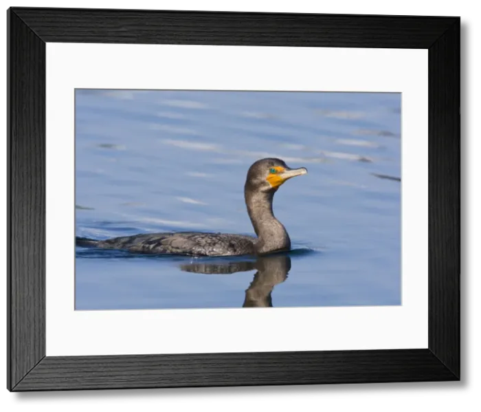 Framed Print : Double-crested Cormorant, Phalacrocorax auritus. October in Cape Cod MA Framed Print : Double-crested Cormorant, Phalacrocorax auritus. October in Cape Cod MA