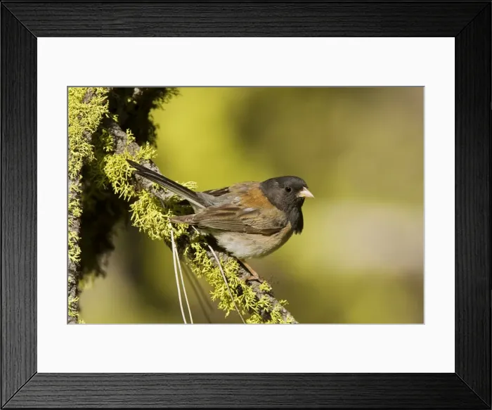 Framed Print : Dark-eyed Junco, Junco hyemalis. Oregon race. Washington in July Framed Print : Dark-eyed Junco, Junco hyemalis. Oregon race. Washington in July