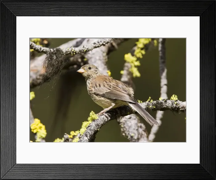 Framed Print : Dark-eyed Junco, Junco hyemalis Framed Print : Dark-eyed Junco, Junco hyemalis