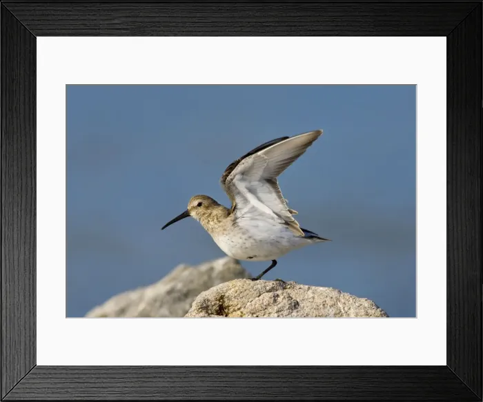 Framed Print : Dunlin, Calidris alpina in winter plumage. November in CT Framed Print : Dunlin, Calidris alpina in winter plumage. November in CT