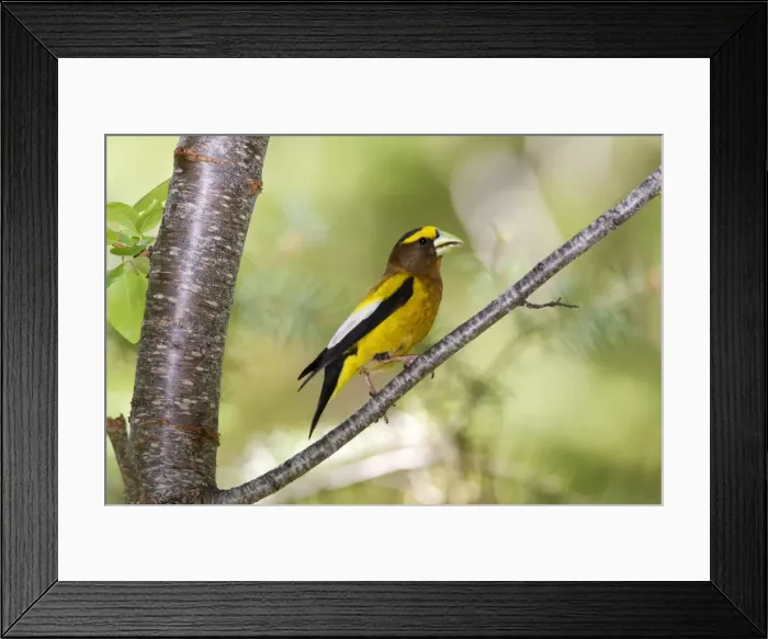 Framed Print : Evening Grosbeak, Coccothraustes vespertinus. Summer plumage. Washington in July Framed Print : Evening Grosbeak, Coccothraustes vespertinus. Summer plumage. Washington in July