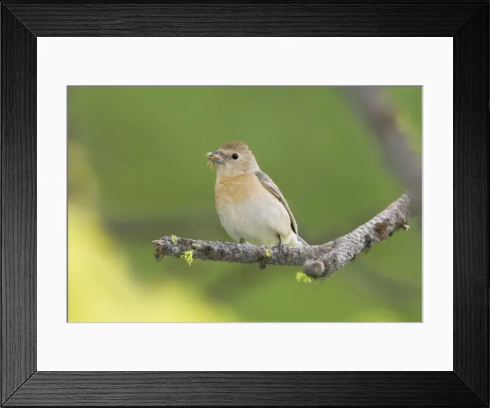 Framed Print : Lazuli Bunting, Passerina amoena. Adult female. Washington in July