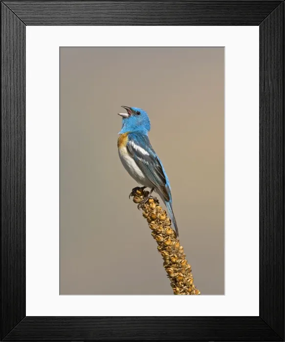 Framed Print : Lazuli Bunting, Passerina amoena. Adult male. Washington in July Framed Print : Lazuli Bunting, Passerina amoena. Adult male. Washington in July