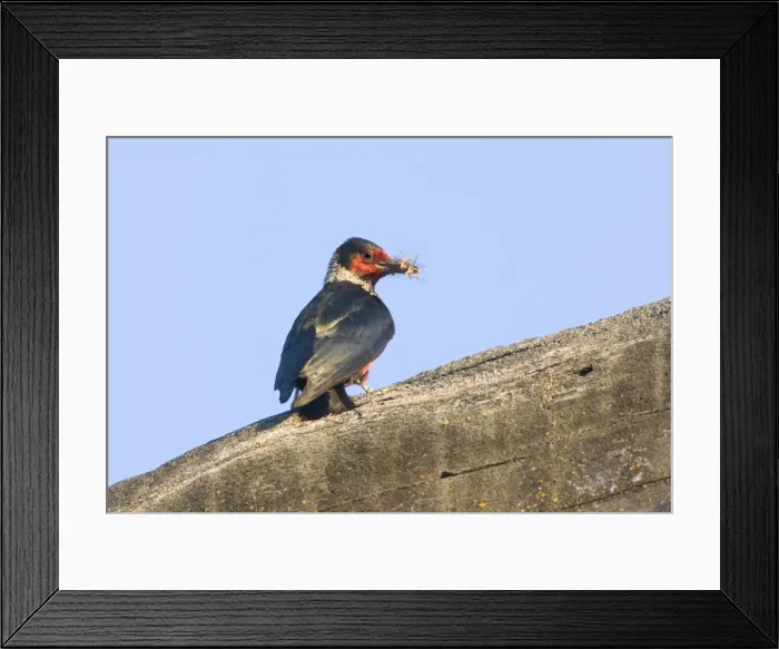 Framed Print : Lewis's Woodpecker, Melanerpes lewis. Washington in July Framed Print : Lewis's Woodpecker, Melanerpes lewis. Washington in July