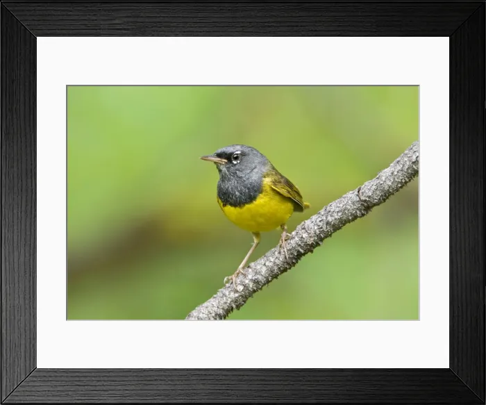 Framed Print : MacGillivray's Warbler, Oporornis tolmiei. Adult male. Washington in July Framed Print : MacGillivray's Warbler, Oporornis tolmiei. Adult male. Washington in July