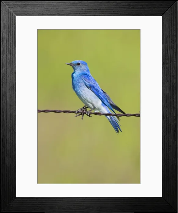Framed Print : Mountain Bluebird male, Sialia currucoides. Montana in June Framed Print : Mountain Bluebird male, Sialia currucoides. Montana in June