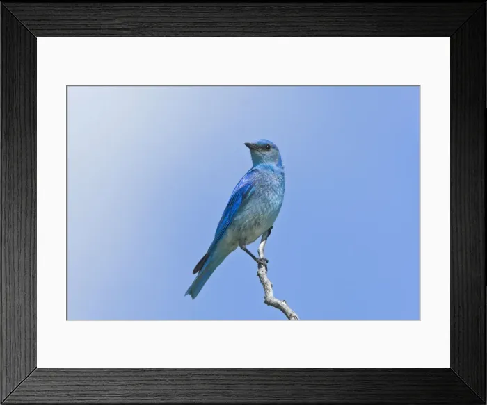 Framed Print : Mountain Bluebird male, Sialia currucoides. Washington in July Framed Print : Mountain Bluebird male, Sialia currucoides. Washington in July