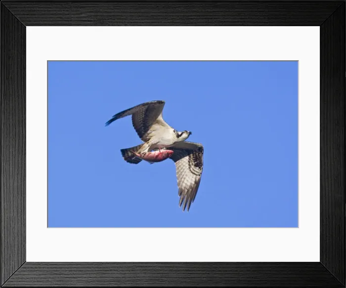 Framed Print : Osprey, Pandion haliaetus in flight with fish during fall migration. Cape May, New Jersey in October Framed Print : Osprey, Pandion haliaetus in flight with fish during fall migration. Cape May, New Jersey in October