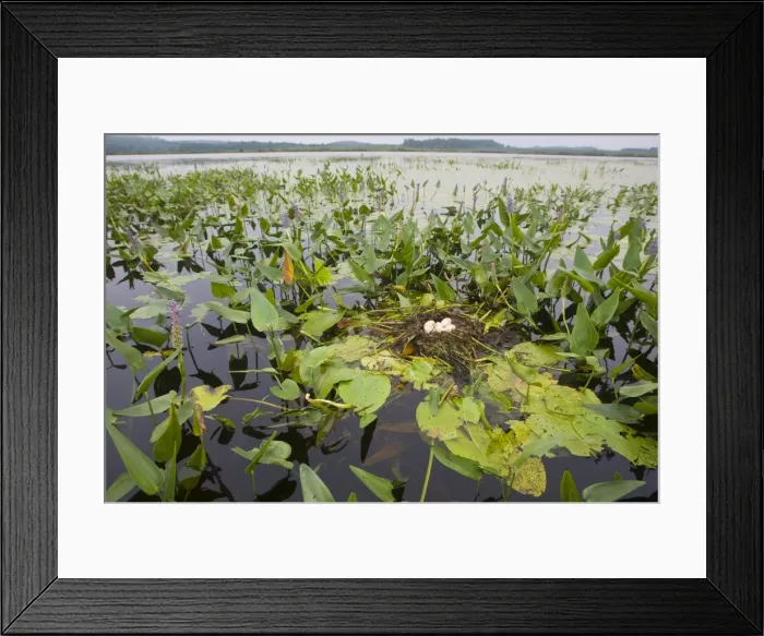 Framed Print : Pied-billed Grebe nest with eggs, Podilymbus podiceps. Maine in July Framed Print : Pied-billed Grebe nest with eggs, Podilymbus podiceps. Maine in July