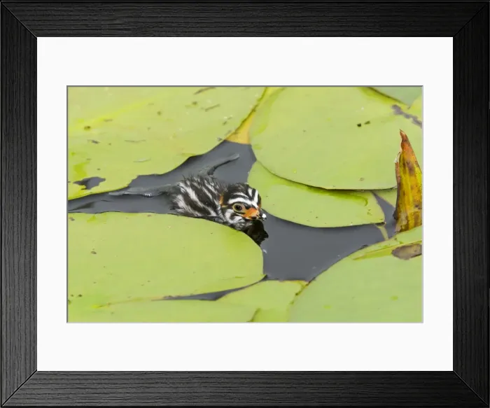 Framed Print : Pied-billed Grebe chick, Podilymbus podiceps. Maine in July Framed Print : Pied-billed Grebe chick, Podilymbus podiceps. Maine in July