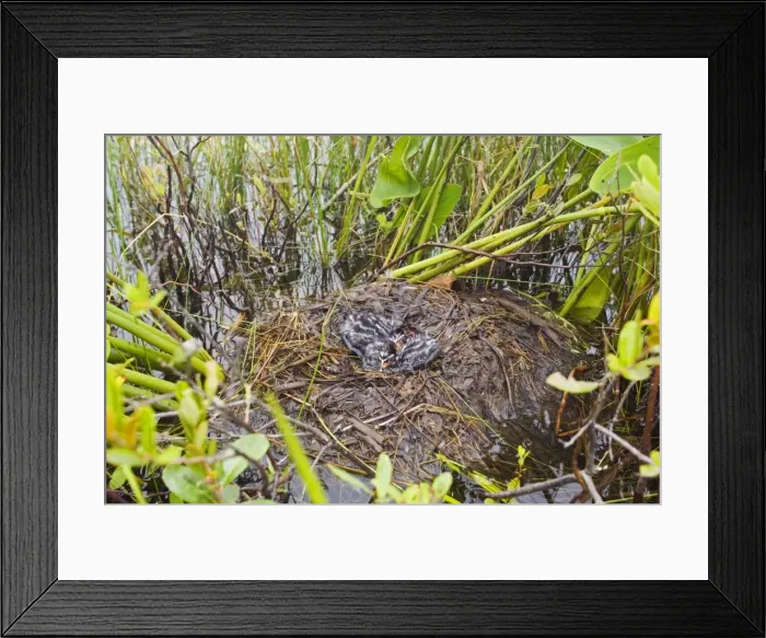 Framed Print : Pied-billed Grebe nest with chicks, Podilymbus podiceps. Maine in July Framed Print : Pied-billed Grebe nest with chicks, Podilymbus podiceps. Maine in July